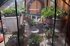 Wintering Your Annuals