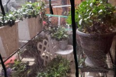 Wintering Your Annuals