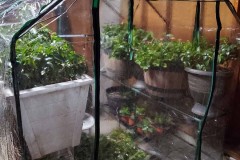 Wintering Your Annuals
