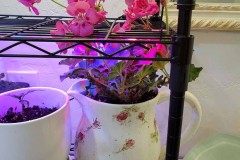 Wintering Your Annuals