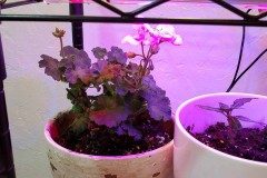 Wintering Your Annuals