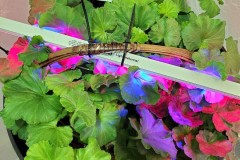 Wintering Your Annuals