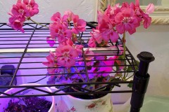 Wintering Your Annuals