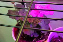 Wintering Your Annuals