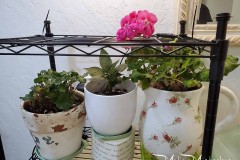 Wintering Your Annuals