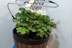 Wintering Your Annuals