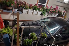 Wintering Your Annuals