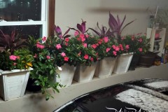 Wintering Your Annuals