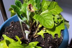 Wintering Your Annuals