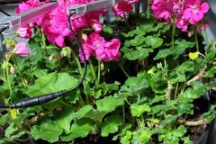 Wintering Your Annuals