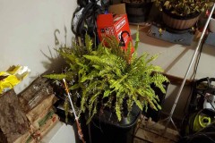 Wintering Your Annuals