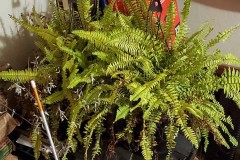 Wintering Your Annuals